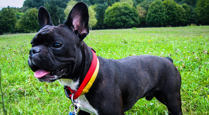 Improve Your French Bulldog's Skin & Coat With This One Simple Hack