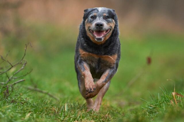 How Often Do I Take an Australian Cattle Dog Outside to Pee ...