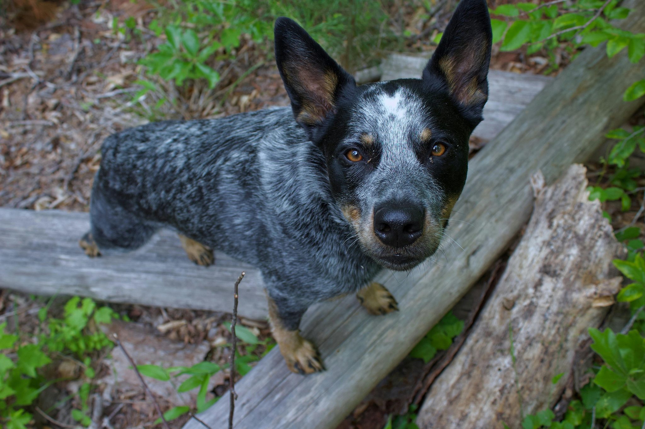 20 Fun & Fascinating Facts About Australian Cattle Dog Puppies ...