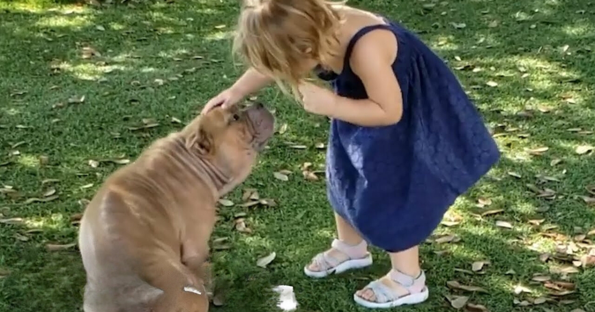 2-Year-Old at the Shelter Spots a Sick, Shy Pitbull: Her Words Melt Hearts Worldwide