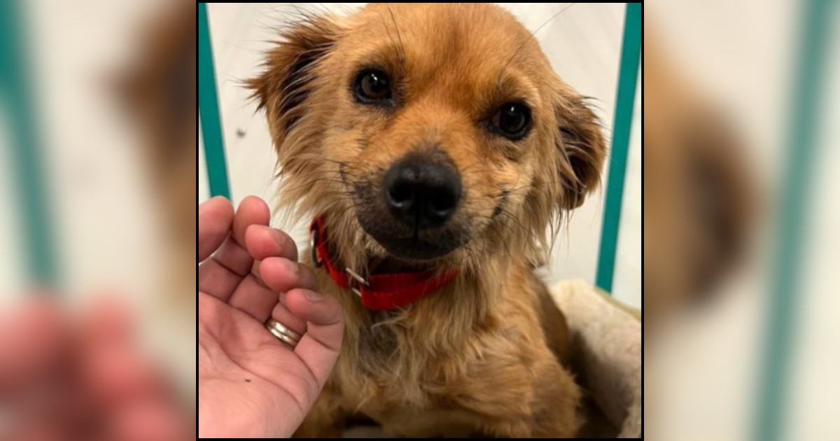 Pint Sized Cutie of A Dog Gets Rescued and Can't Stop Grinning